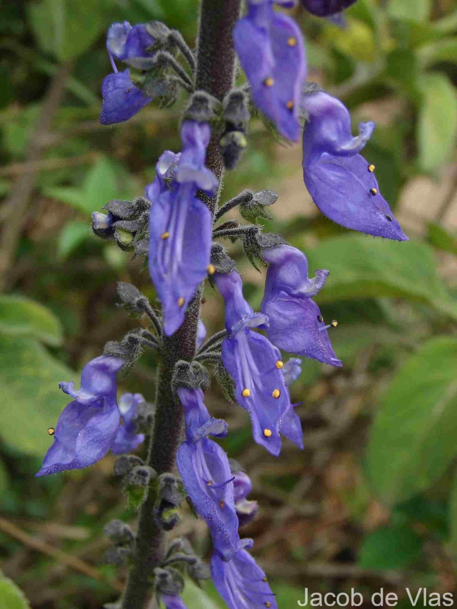 Coleus barbatus var. grandis (L.H.Cramer) A.J.Paton